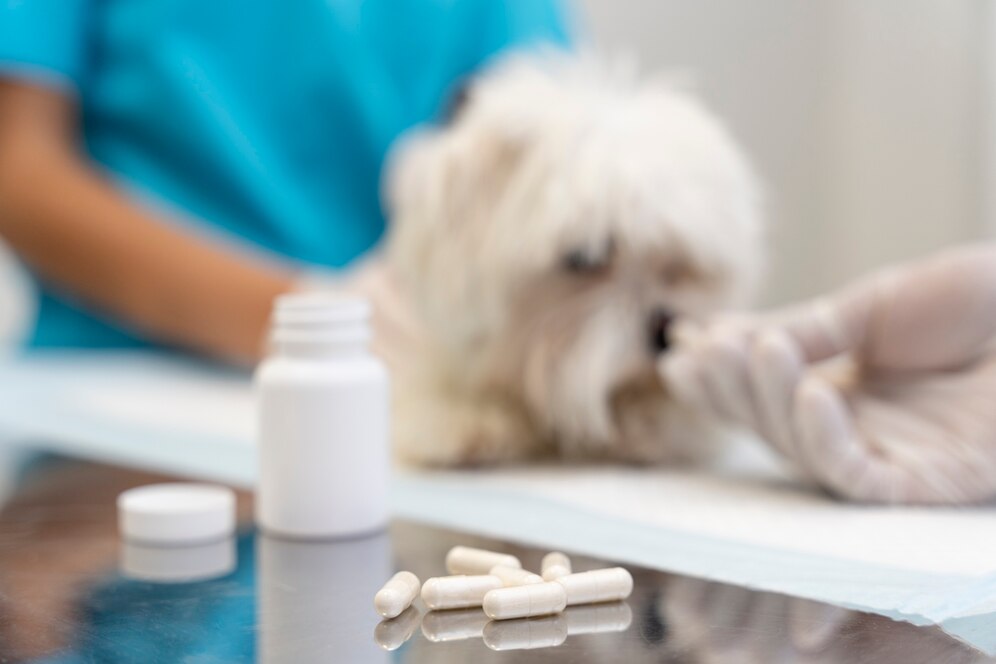 Amoxicillin for dogs without vet prescription