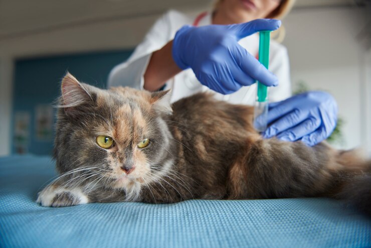 cat antibiotics without vet prescription